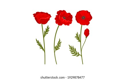 Scarlet Poppy as Herbaceous Flowering Plant on Thin Stem with Green Leaves Vector Set