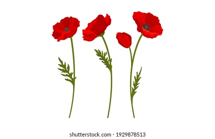 Scarlet Poppy as Herbaceous Flowering Plant on Thin Stem with Green Leaves Vector Set