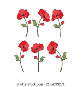 Scarlet red poppy flowering plant doodle style on stem with leaves, vector set, isolated, white background. Vector illustration