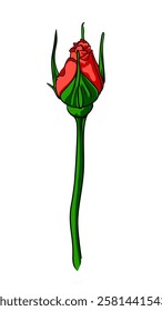 scarlet rose bud on a long stem, image of a rose flower on a white background, red bud on a long stem