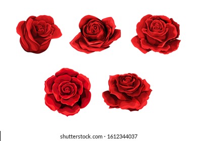 Scarlet rose flowers, red buds set. Design elements collection isolated on white background. Vector illustration for happy Valentines day postcards