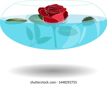 Scarlet rose in a vase of water. Vector illustration beatiful rose in nice transparent bowl with water