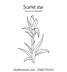 Scarlet star, or droophead tufted airplant (guzmania lingulata), ornamental plant, Hand drawn botanical vector illustration