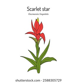 Scarlet star, or droophead tufted airplant (guzmania lingulata), ornamental plant, Hand drawn botanical vector illustration