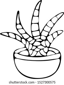Scarlet Succulent flower in pot doodle style black and white. Hand drawn illustration. Useful plant for the creation of cosmetics and medical applications. Aloe vera
