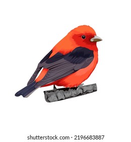 Ilustración vectorial de Scarlet Tanager