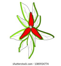 
Scarlet Trillium Made In Vector Graphics