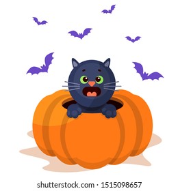 scarry fear cute cat kitten pumpkin bat halloween