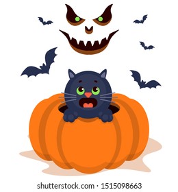 scarry fear cute cat kitten pumpkin bat halloween