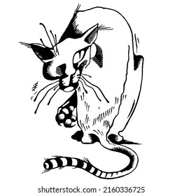Scary angry offended and aggressive cat - bandit with big claws looks back, character, graphic sketch. Coloring cook.