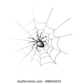 scary black spider in the web on a white background