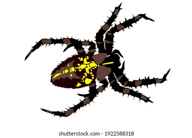 Scary black and yellow spider top view vector illustration