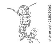 Scary Centipede vector line art 6 isolated in white