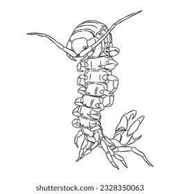 Scary Centipede vector line art 6 isolated in white