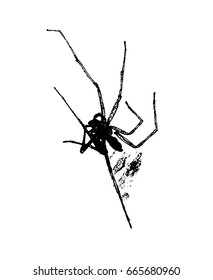 Scary dead spider on a white background. Atmospheric dark illustration. Can be used like tattoo, cover or your design.