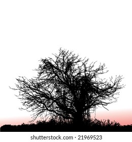 A scary, gnarly tree seen at sunset with space for text