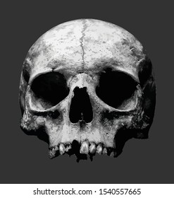 Scary Halloween Skull Head Vector Illustration