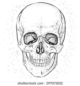 Scary human skull.White skull and white background.