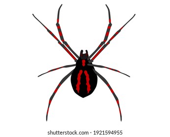 scary red spider on a white background