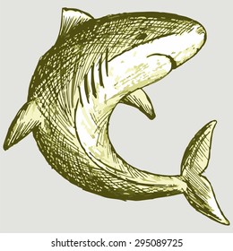 Scary shark. Vector image