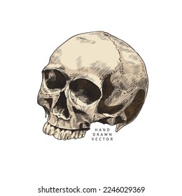Scary skull hand drawn engraving vector illustration isolated on white background. Detailed image of human skull in vintage style for witchcraft and halloween designs.