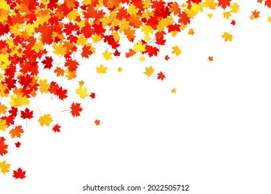 Scattering autumn maple leaves on white background. Vector