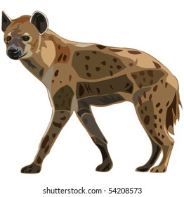 Scavenger on the African grasslands - spot hyena