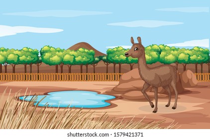 Scene with alpaca in open zoo illustration