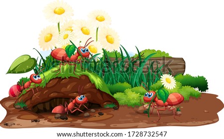 Similar – Image, Stock Photo Ants on a flower bud