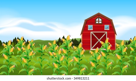 Scene With Corn Field Illustration