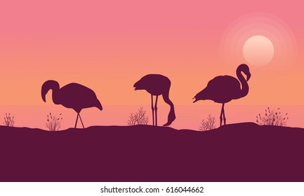 Scene flamingo at sunrise collection