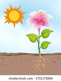 Scene with flowers growing in the bright sunny day illustration