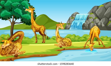 Scene with giraffes by the river illustration