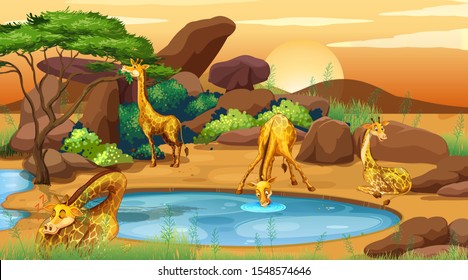 Scene with giraffes drinking water illustration