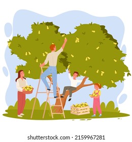 Scene of happy family harvesting pears. Fruit autumn harvest, garden farming people, pear orchard, seasonal agriculture, ripe organic products, outdoor farm activities vector illustration
