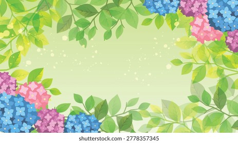 A scene of hydrangea flowers blooming in the rainy season during the summer.