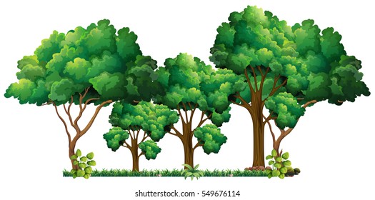 Scene with many trees illustration