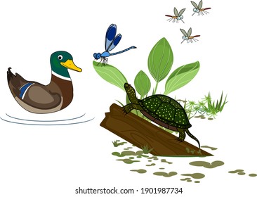 Scene of pond life: male mallard (Anas platyrhynchos), marsh turtles on log, flying mosquitoes and blue dragonfly isolated on white background