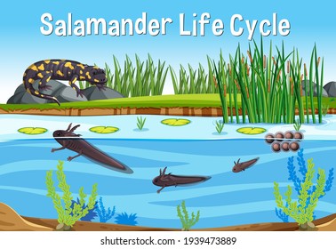 Szene mit Salamander Life Cycle Illustration