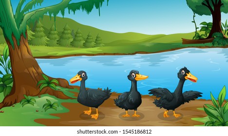 Scene with three black ducks by the river illustration