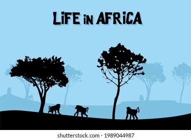 scenery in africa with some baboons and blue background