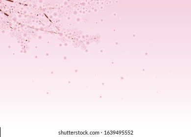 Scenery of cherry blossom petals falling