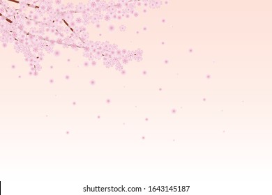 Scenery of cherry blossom petals falling