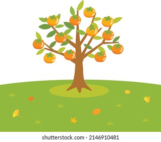 Scenery of the persimmon tree.