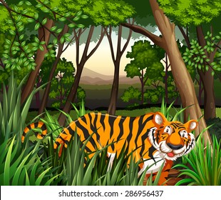 Scenery of a tiger walking in a jungle 