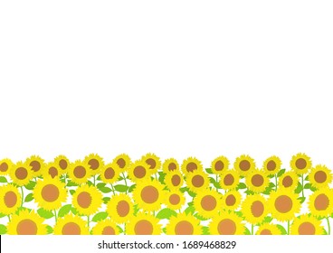 Ilustración vectorial del campo de girasol en el fondo blanco.