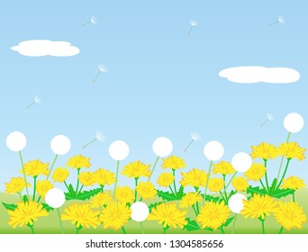 It is a scenery where dandelion is blooming.
