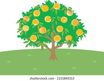 Scenery of the yellow peach tree.