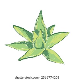 Scenic illustration of Aloe leaves. Detail for packaging design, articles and publications