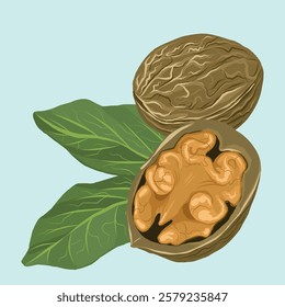 Scenic illustration of a walnut. An excellent element for the design of sweets and packaging. Vector